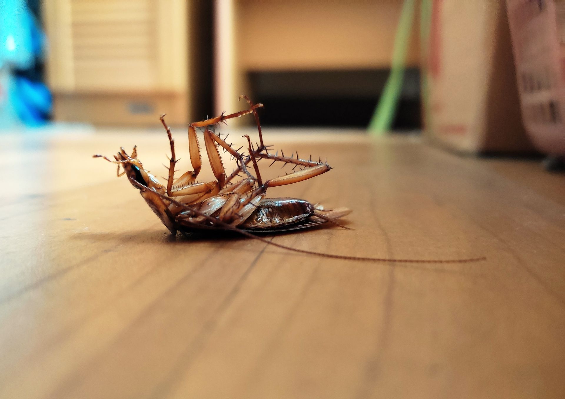 brown spider on white fabric