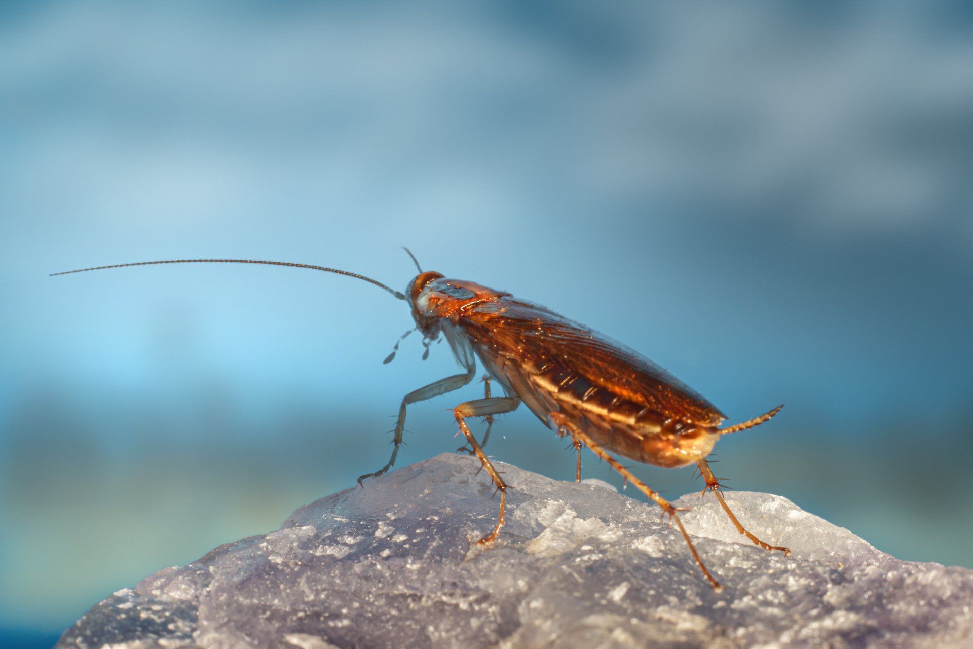 roach control west jordan