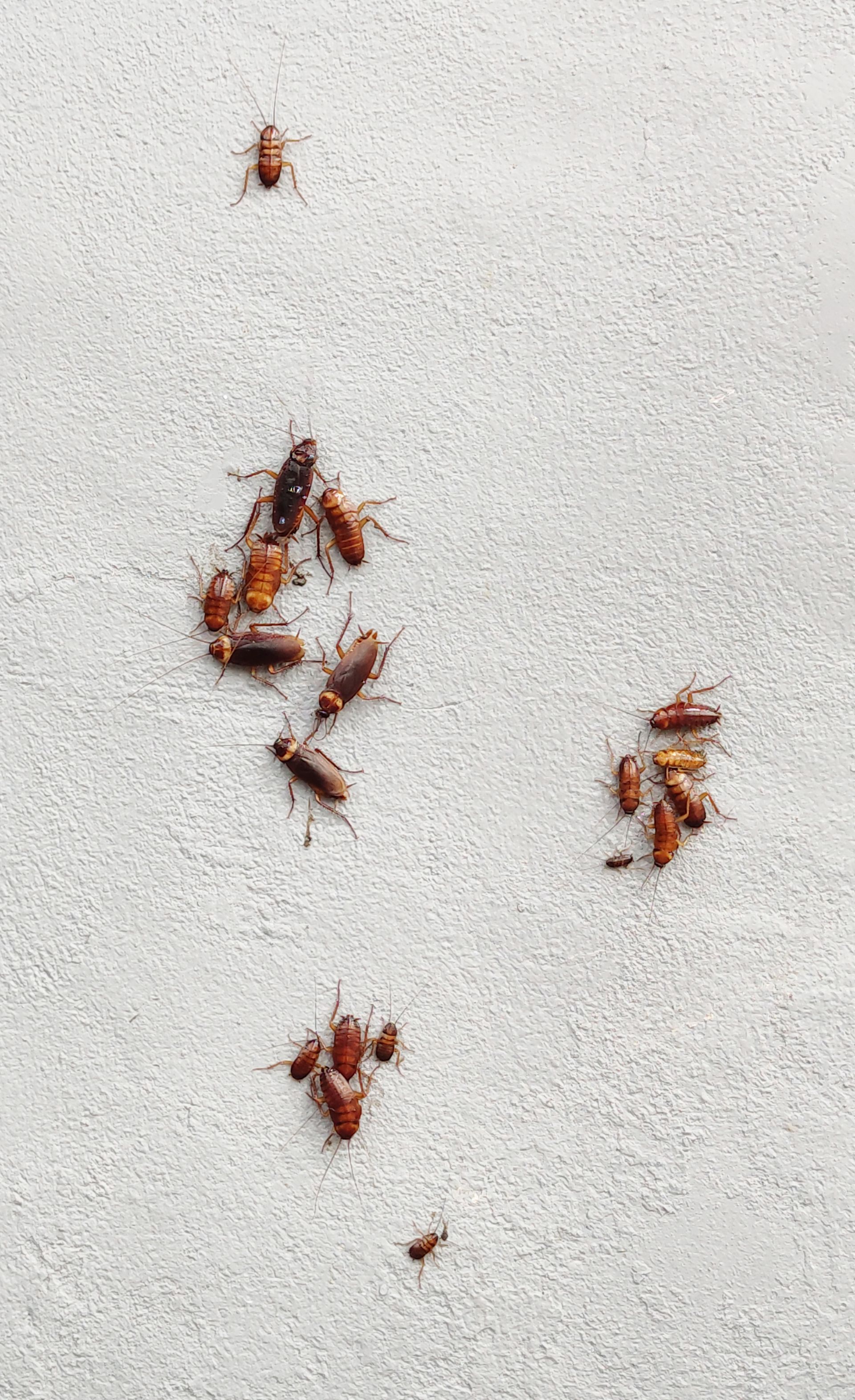brown spider on white fabric