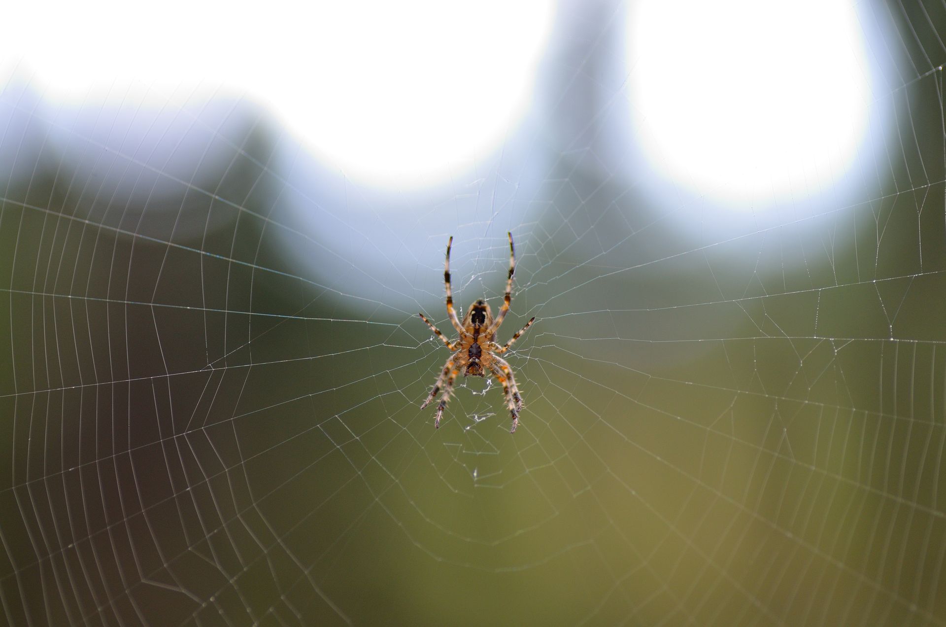 brown spider on white fabric