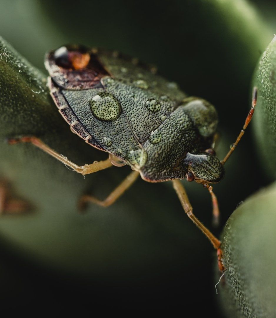 Tips On Getting Rid Of Stink Bugs Eyring Pest Control Services