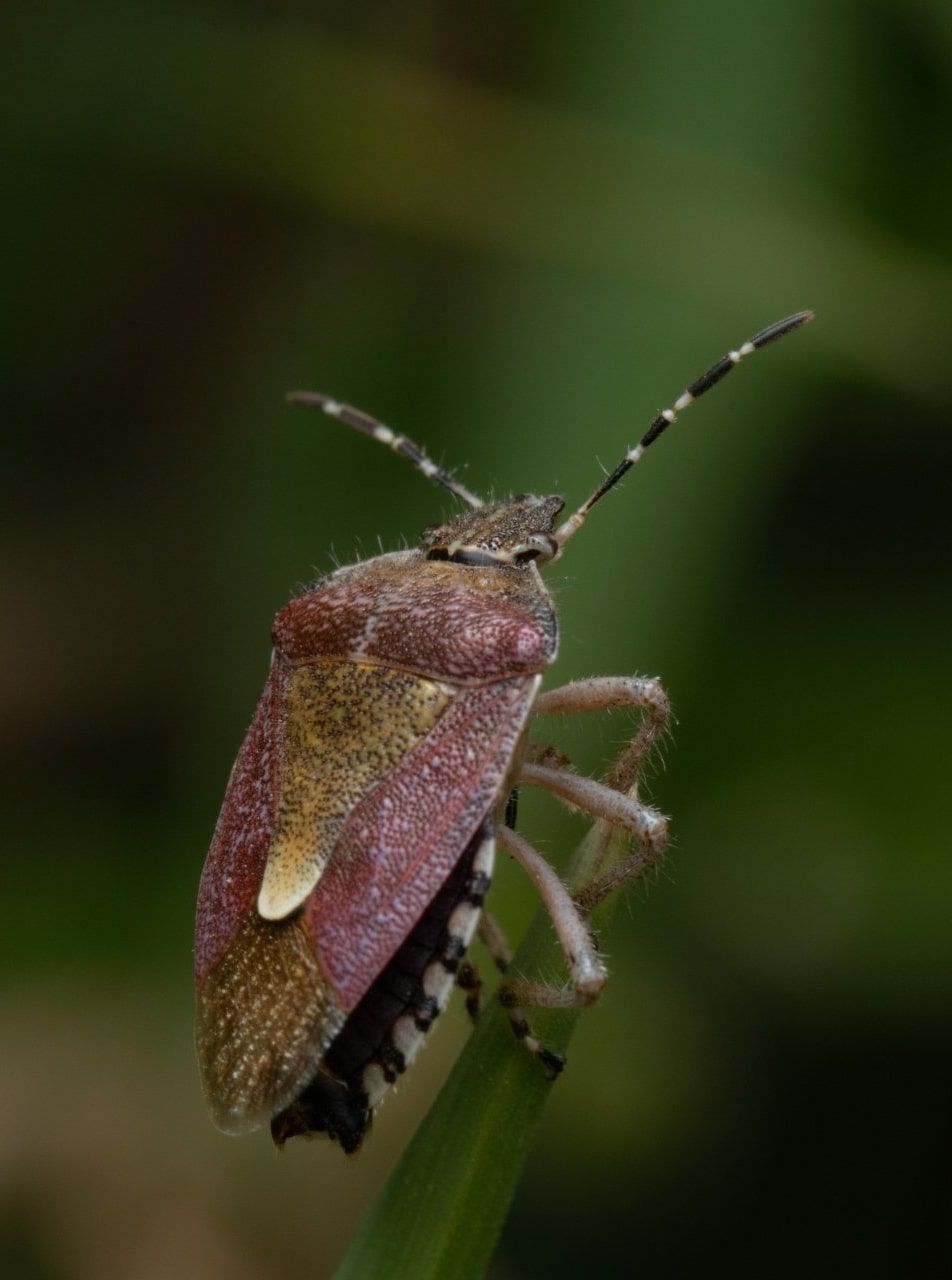 Tips On Getting Rid Of Stink Bugs Eyring Pest Control Services