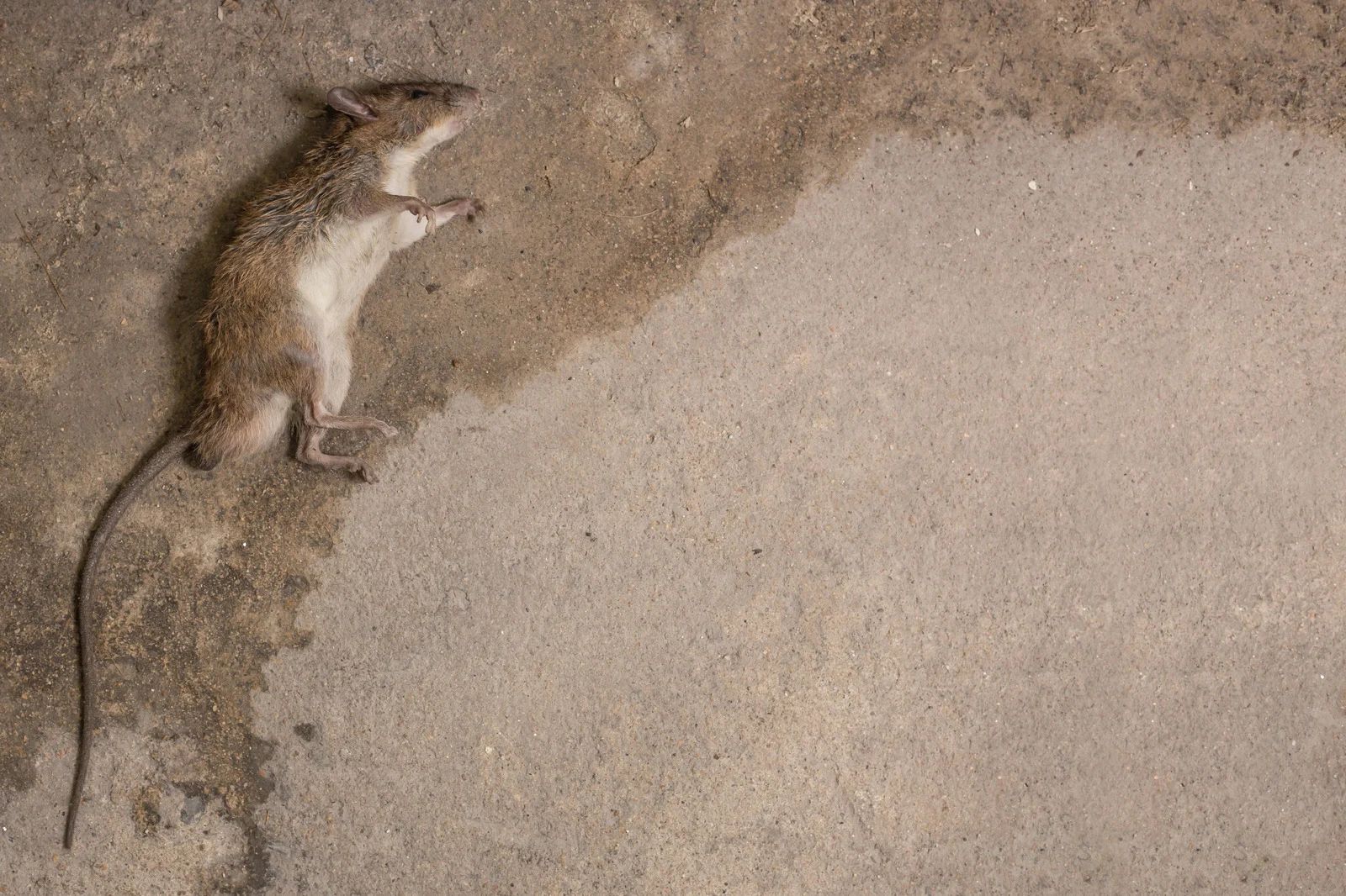 Small brown rodent lying on its back in a sandy area near a dark edge