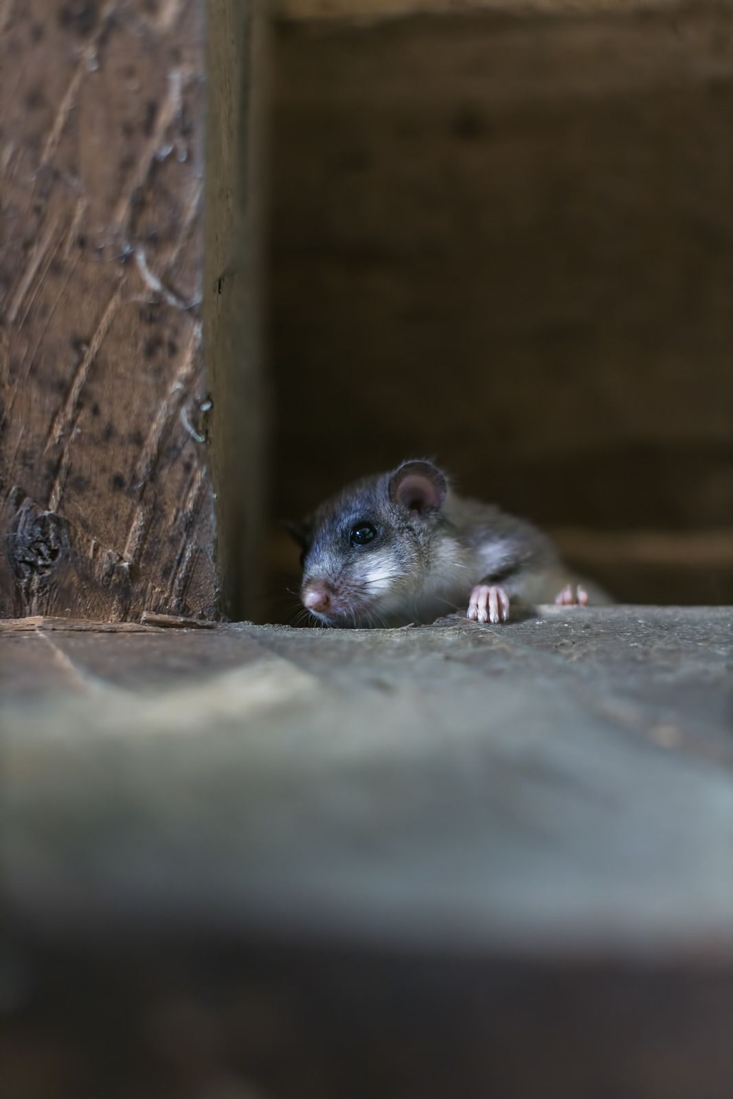 Small gray mouse peeking from a dark crevice, with paws visible.