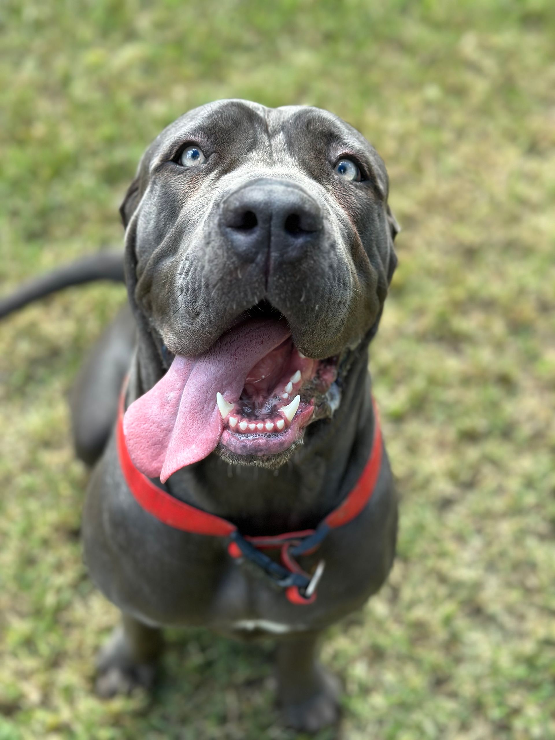 Rockhampton Boarding Kennels & Cattery Pet Boarding Rockhampton
