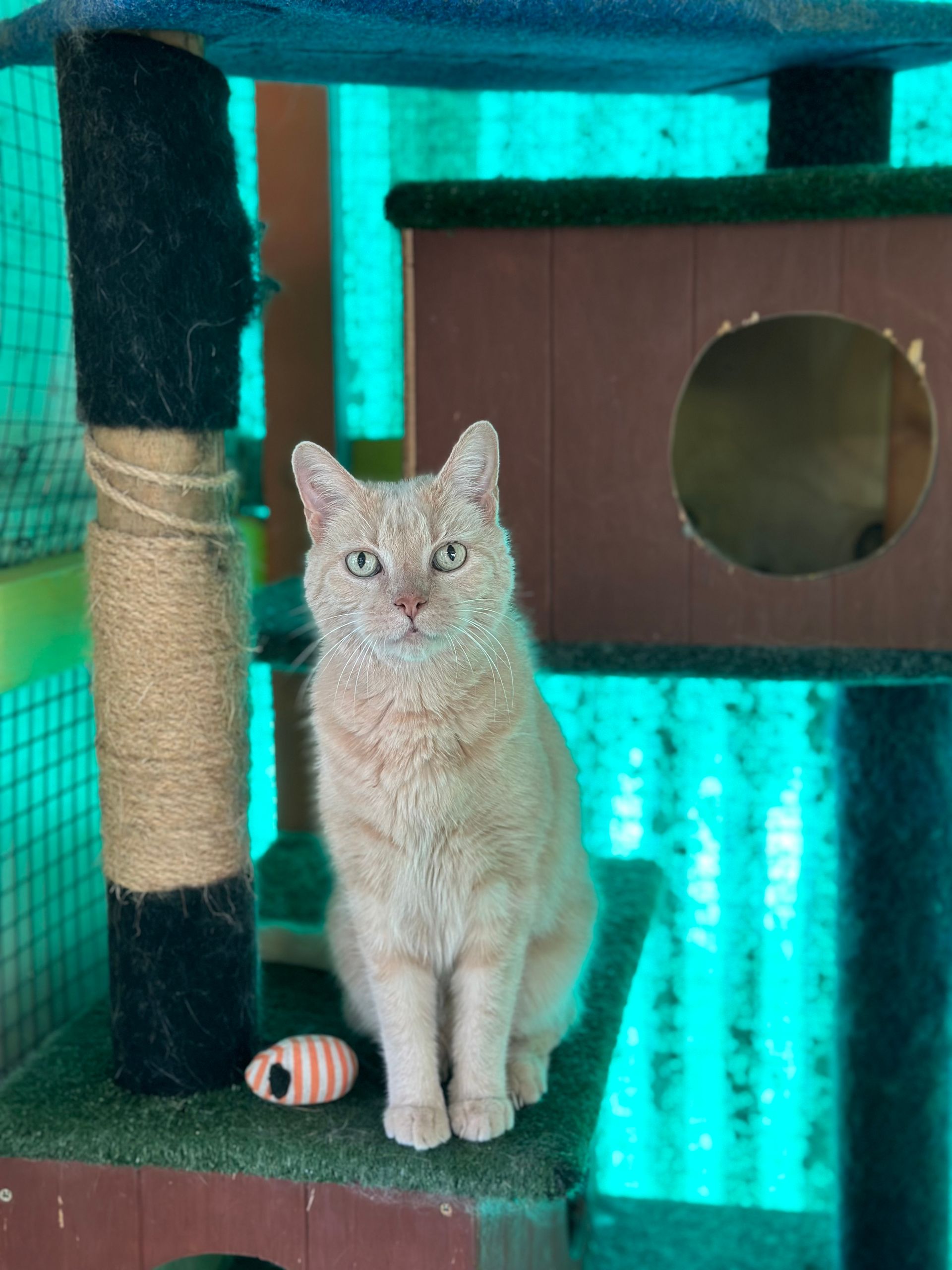 Rockhampton Boarding Kennels & Cattery Pet Boarding Rockhampton