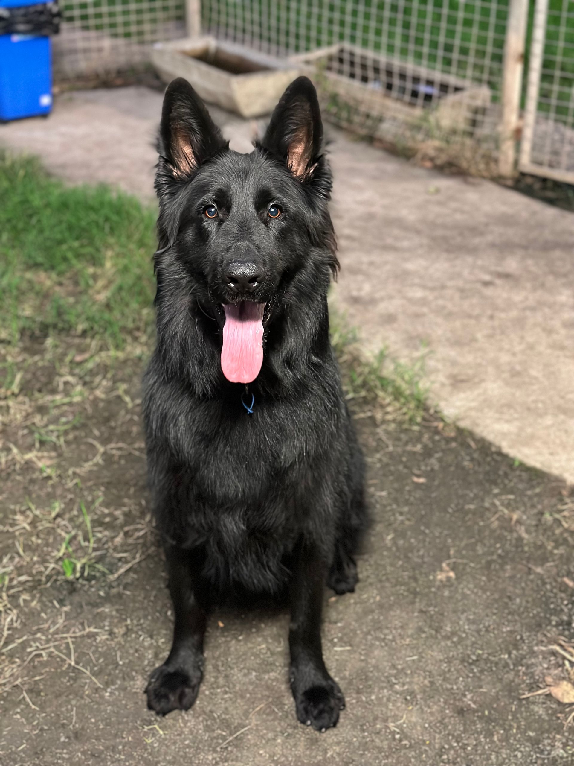 Rockhampton Boarding Kennels & Cattery Pet Boarding Rockhampton
