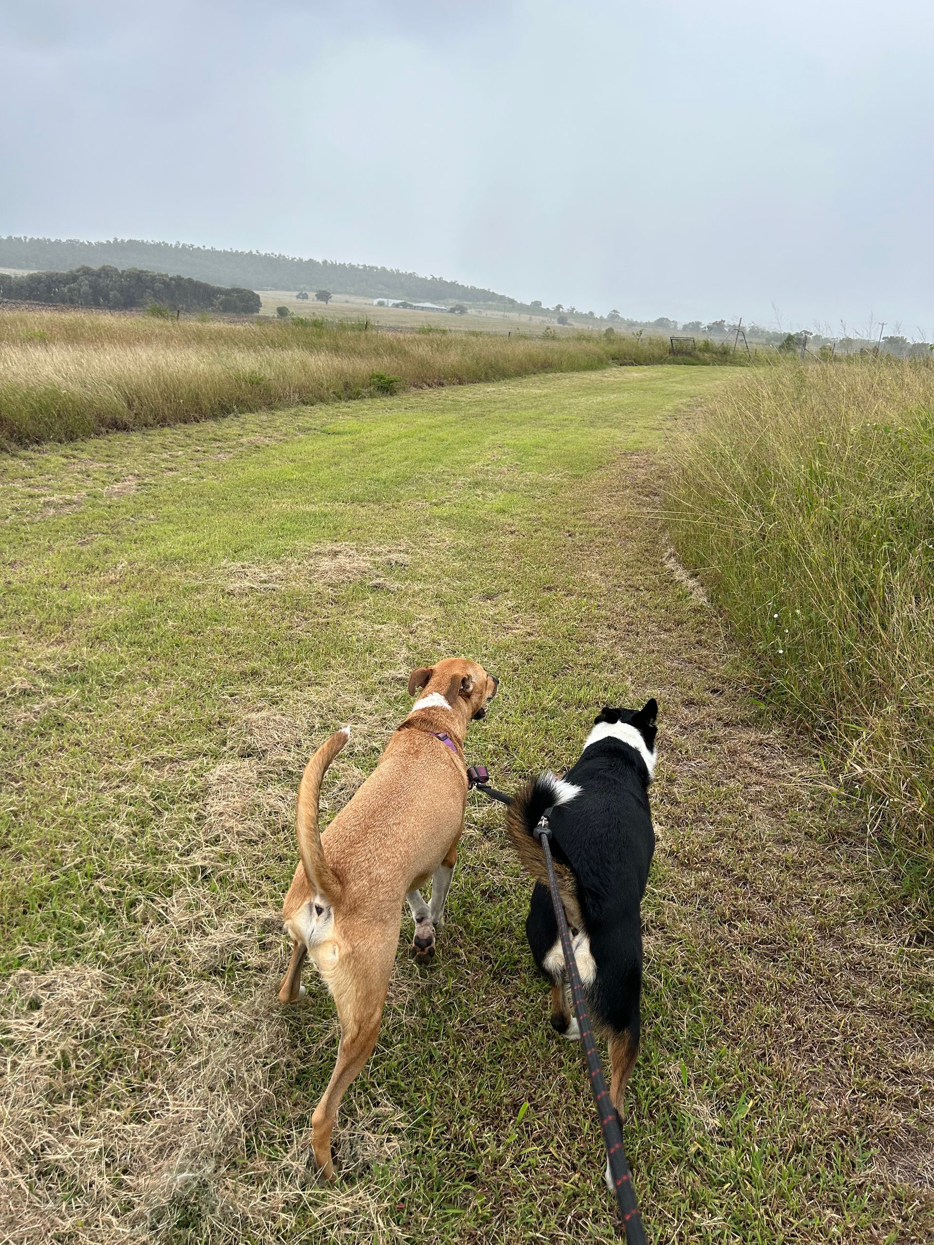 Rockhampton Boarding Kennels & Cattery Pet Boarding Rockhampton