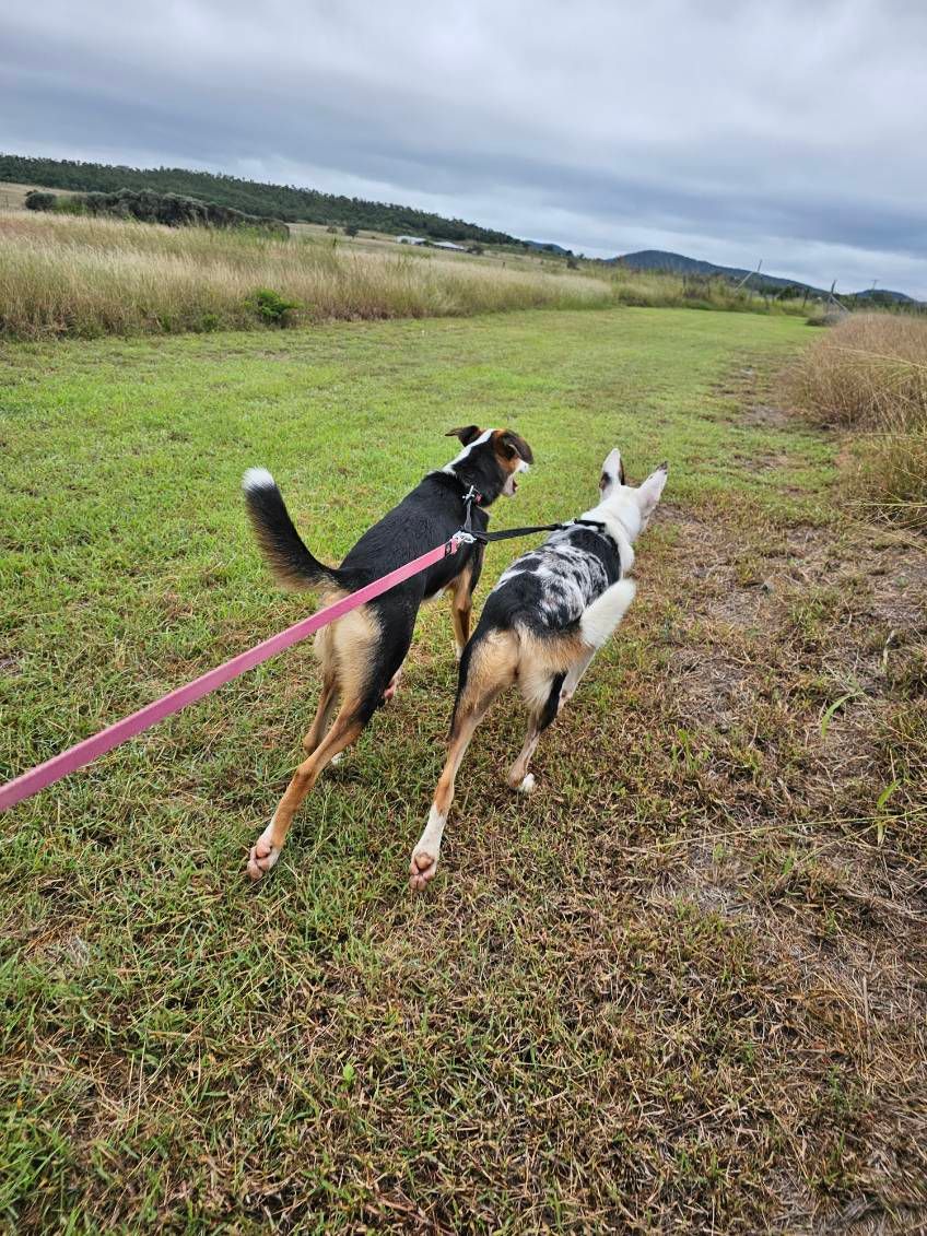Rockhampton Boarding Kennels & Cattery Pet Boarding Rockhampton