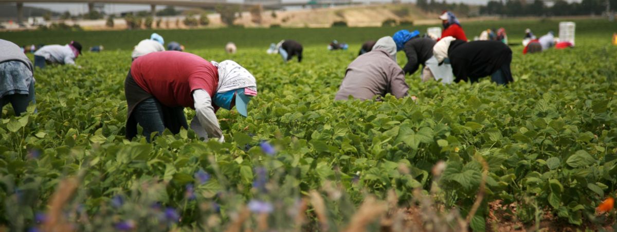 Immagine raffigurante braccianti in un campo