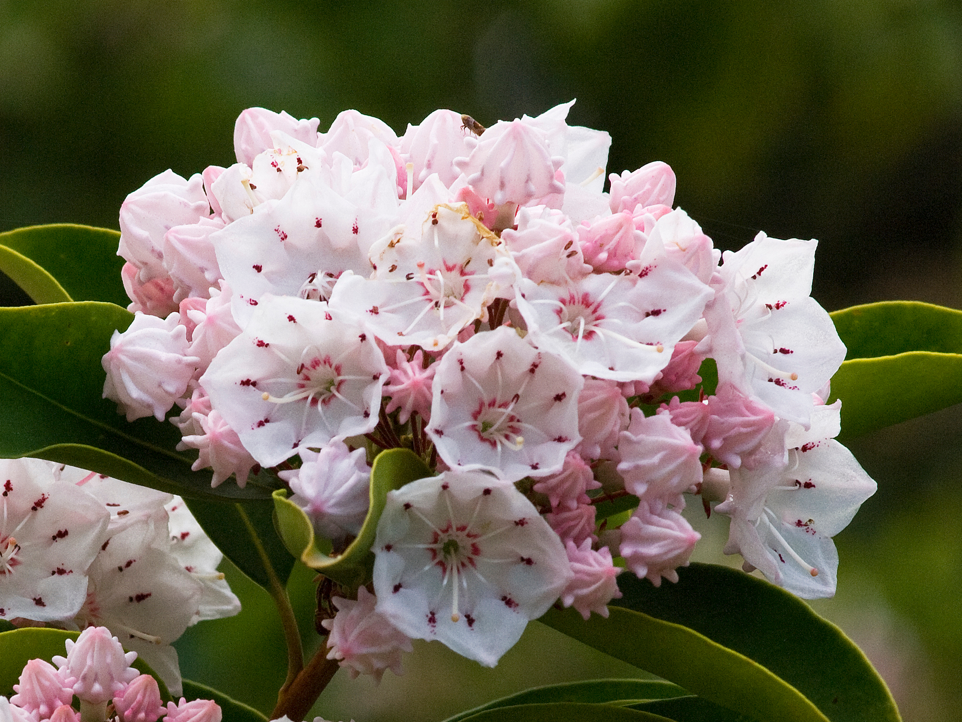 Cluster of pale pink mountain laurel blossoms with green leaves against a blurred background