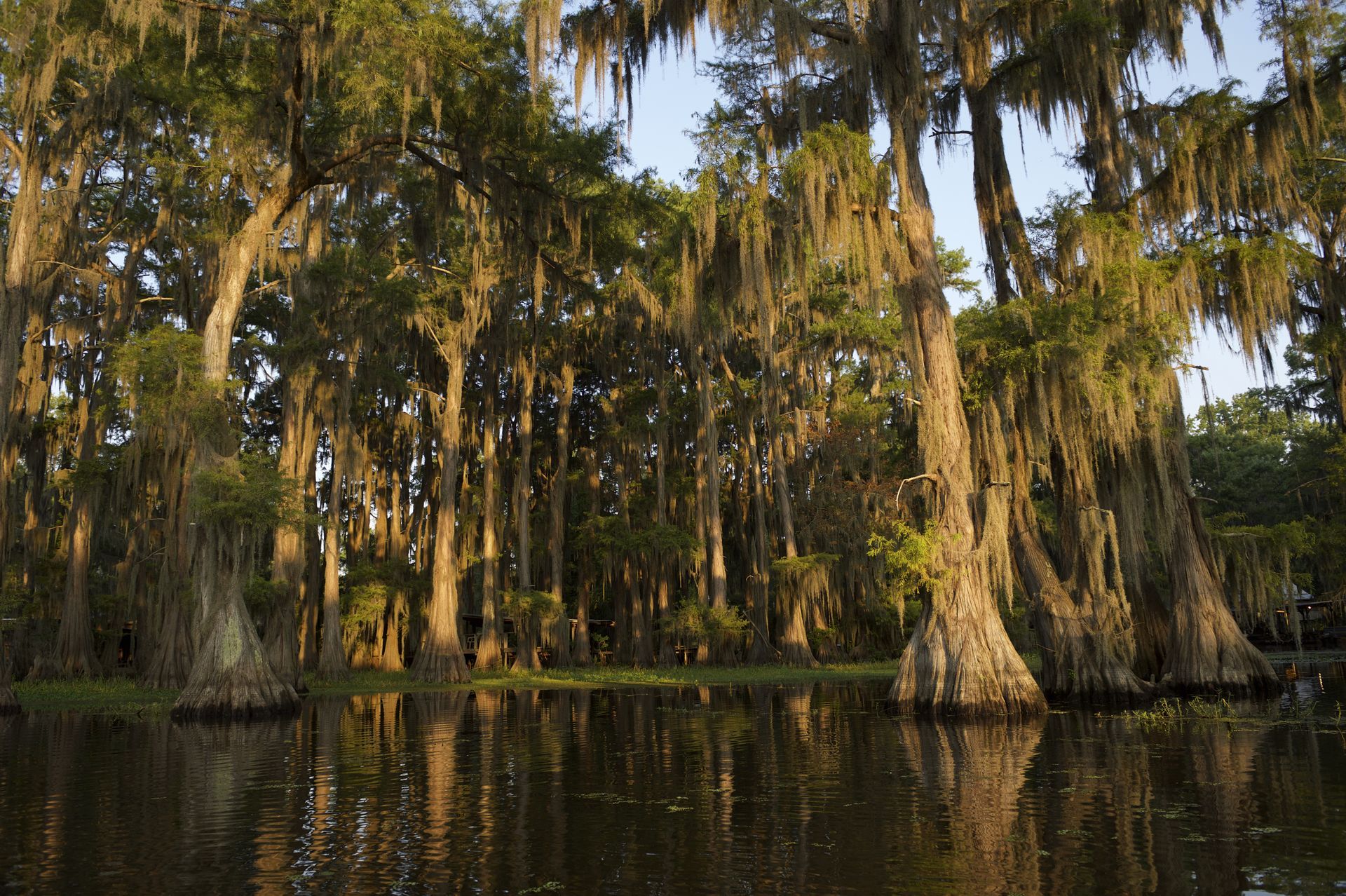 Swamp forest with cypress trees draped in Spanish moss reflected in calm water