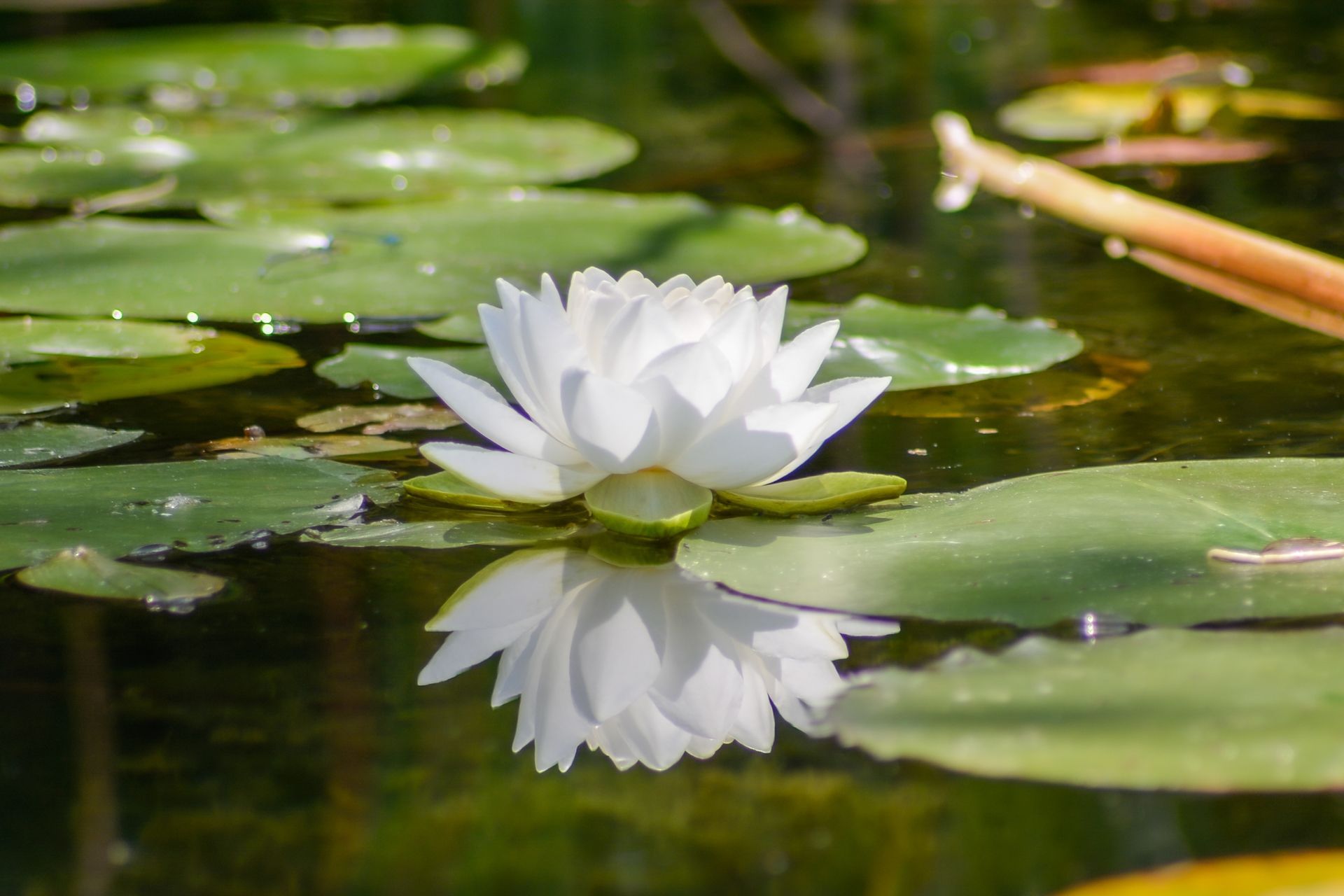 White water lily blooming on a pond, surrounded by green lily pads with a soft reflection in the water