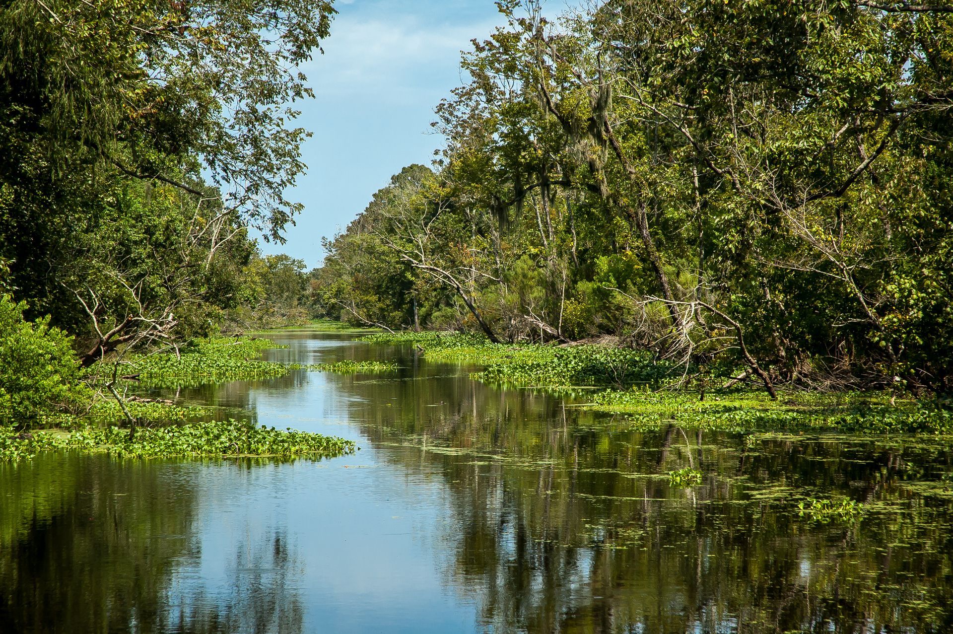 Lush green mangrove-lined river reflecting trees under a blue sky