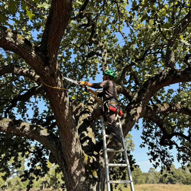 Tree trimming and pruning service performed on a live oak in Lutz, FL