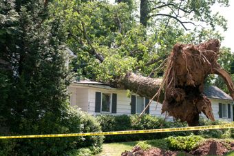 Crew performing after-hours emergency tree removal in the Tampa Bay area