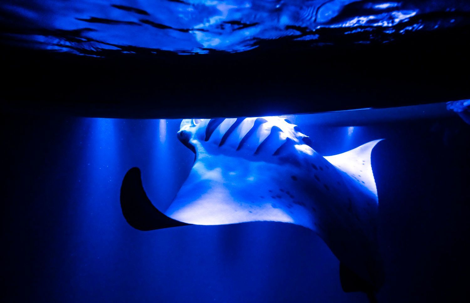 Manta ray gliding under blue lights in Kona