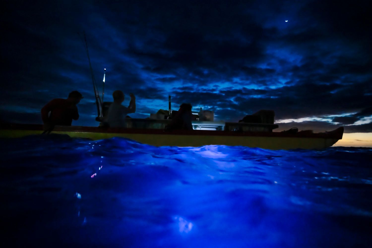Night manta ray swimming under blue lights in Kona