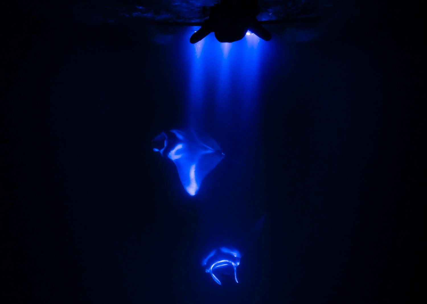 Multiple manta rays feeding under lights at night Snorkelers watching manta rays at night in Kona waters