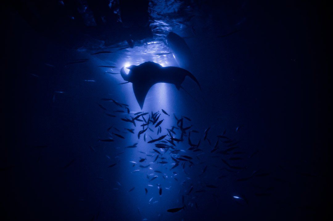 Manta ray wingspan visible under blue ocean lighting