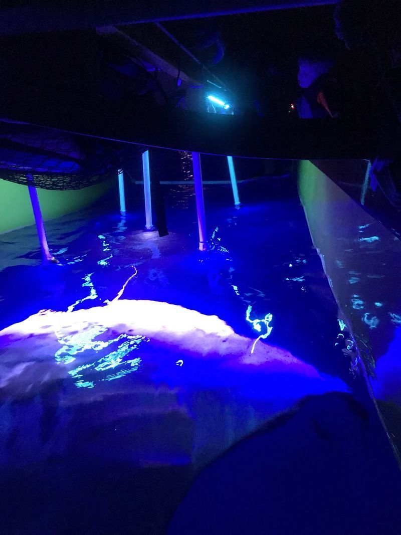 Close-up of manta ray feeding under lights at night