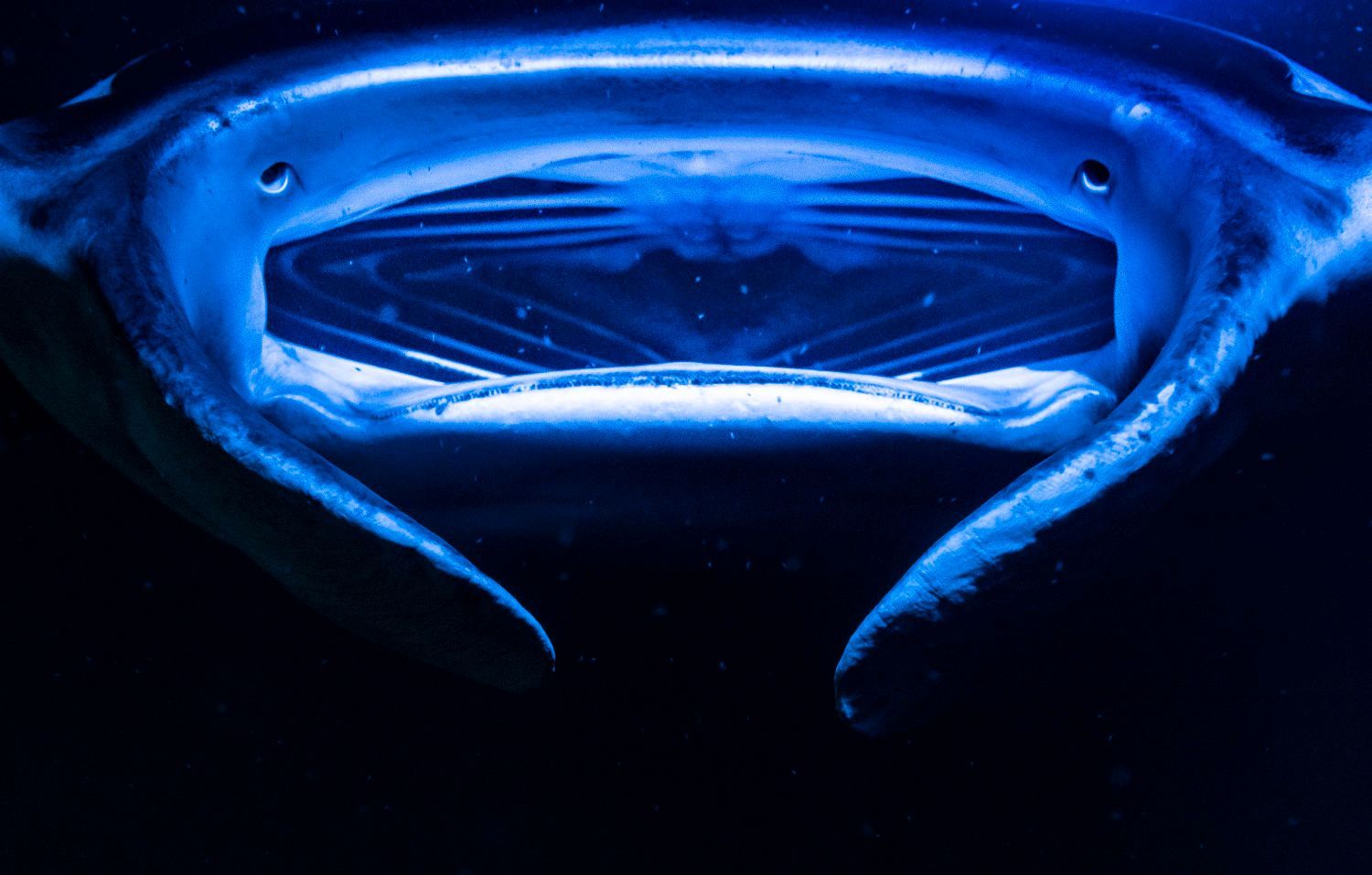 close up of manta ray