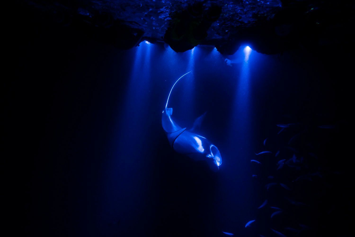 Blue-lit underwater scene with a manta ray swimming downward; dark water, light beams from above.