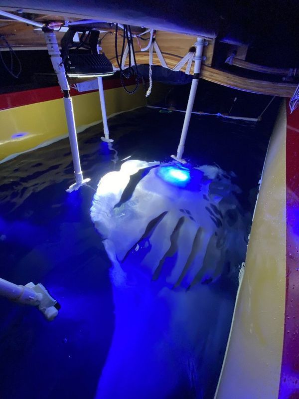 manta feeding under the lights of the canoe
