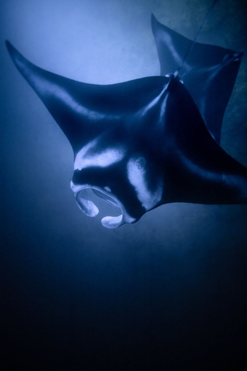 Two manta rays swimming in deep blue water.
