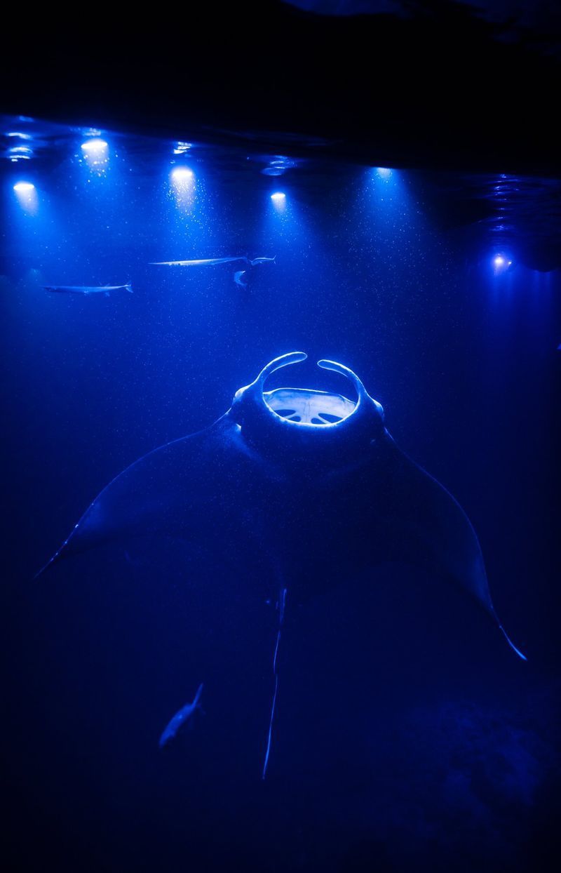 Manta ray gliding underwater during night snorkel tour