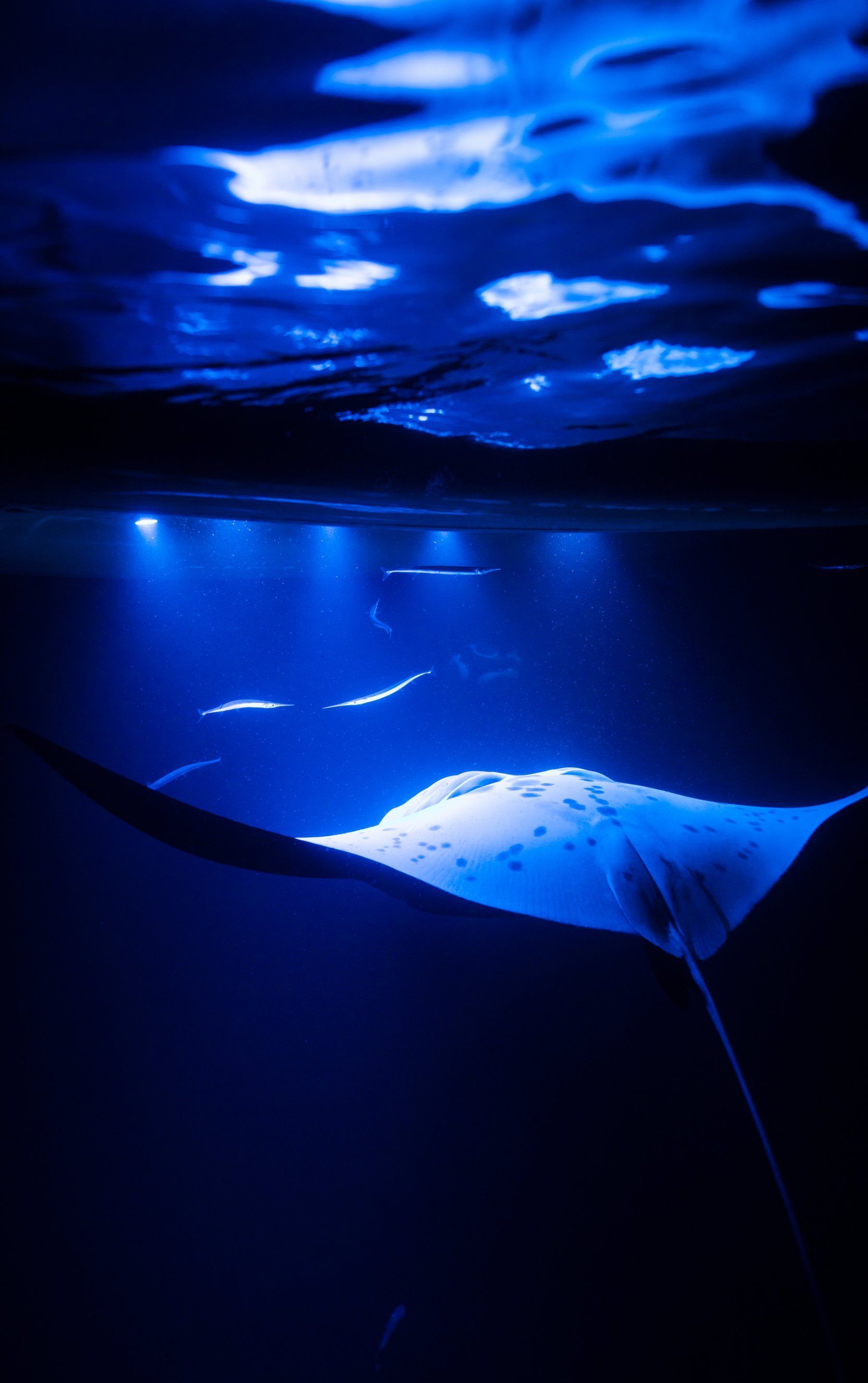 Manta ray swimming near surface at night snorkel in Hawaii