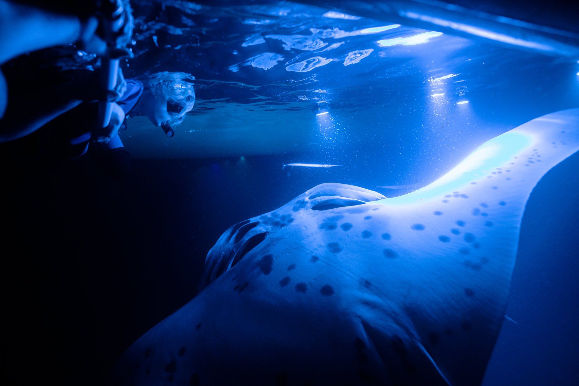 Underwater view of manta ray during Kona night snorkel
