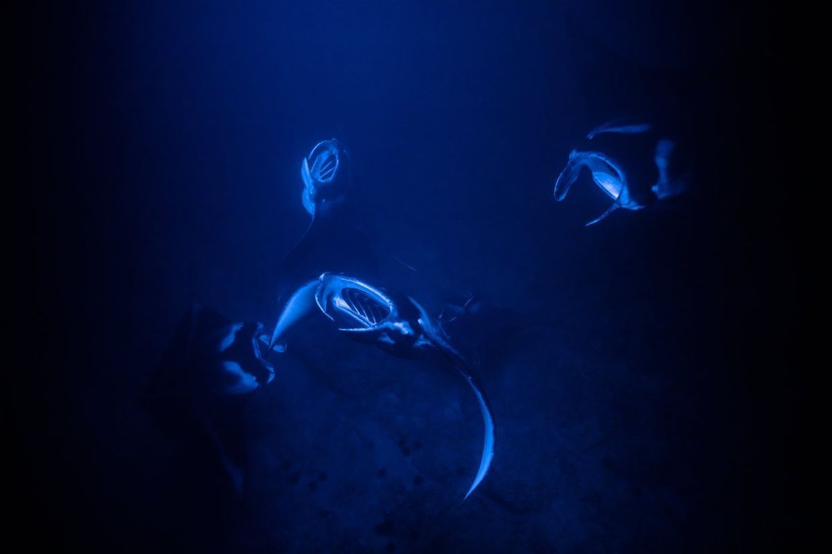 Three manta rays glowing blue in dark ocean waters.
