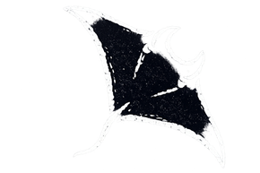 Dark manta ray swims in white space.