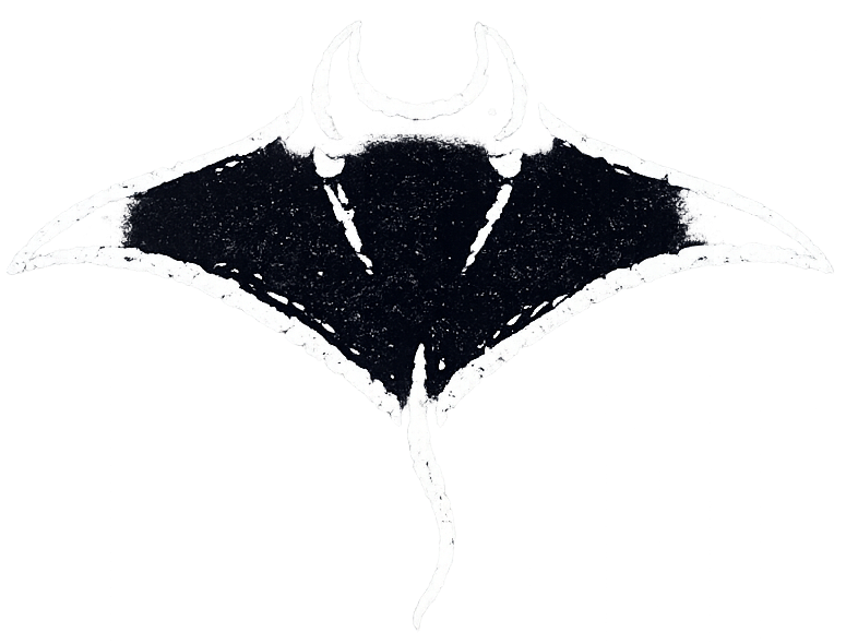 manta ray
