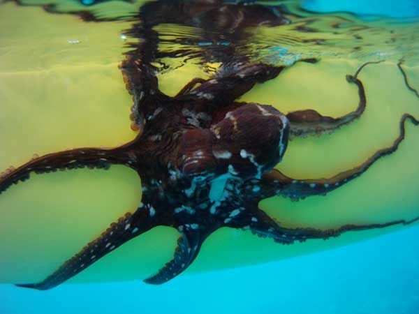 Octopus clings to the bottom of a yellow kayak underwater.