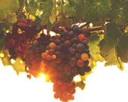 grapes