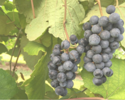 grapes