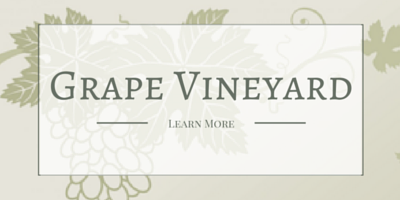 grape vineyard