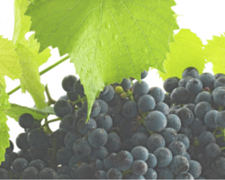 grapes