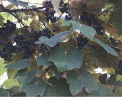 grapes