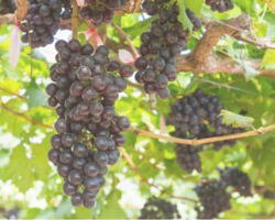 grapes