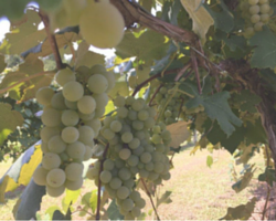 grapes