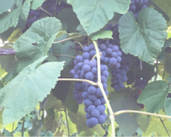 grapes