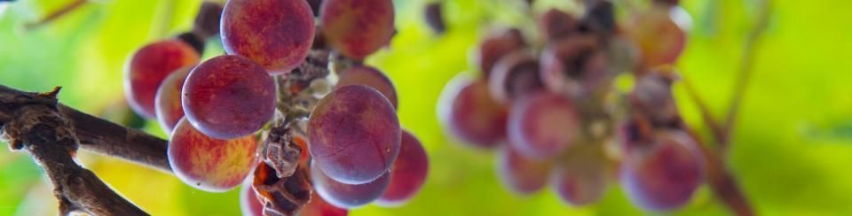 grapes