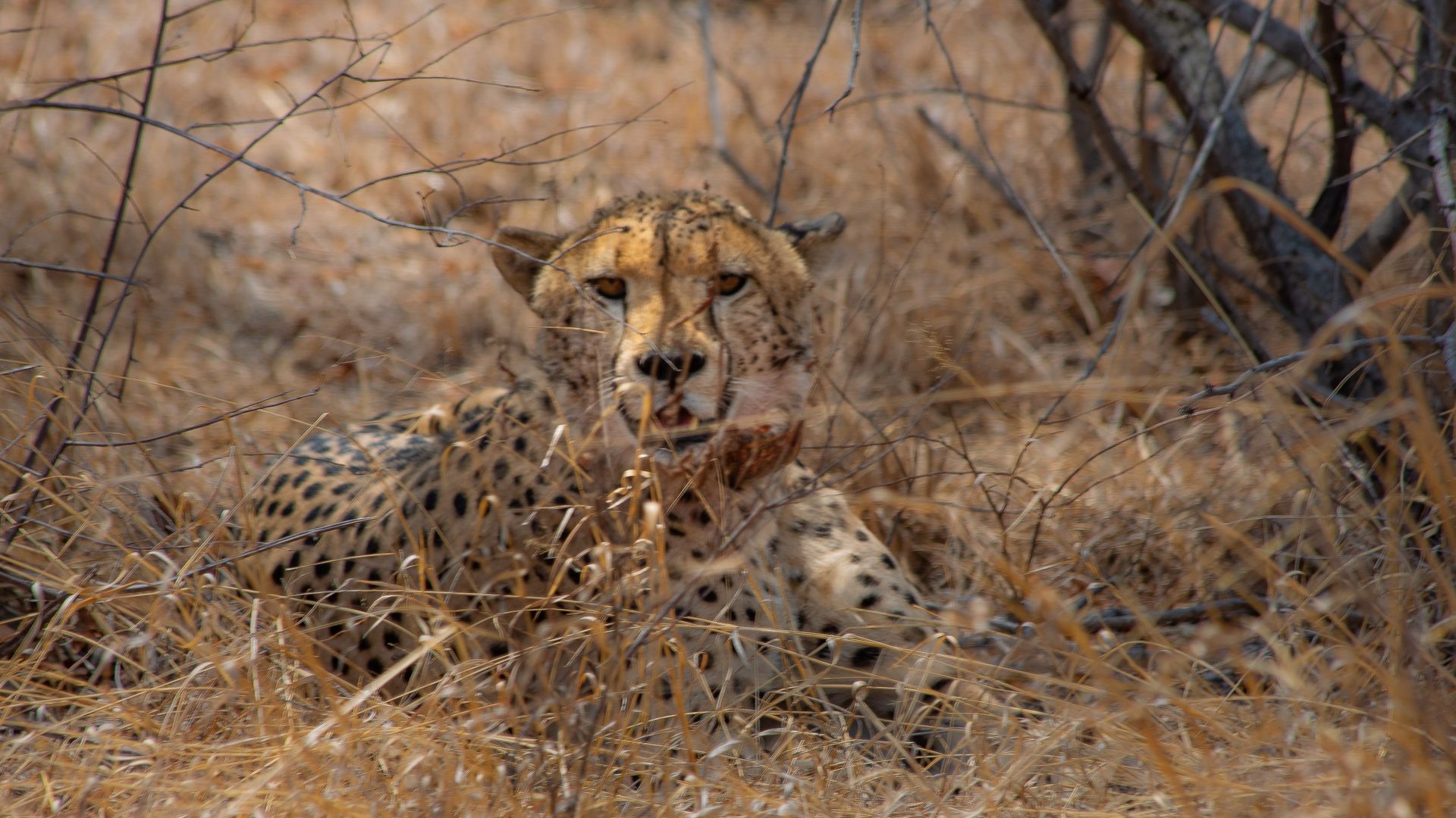SOUTH AFRICA