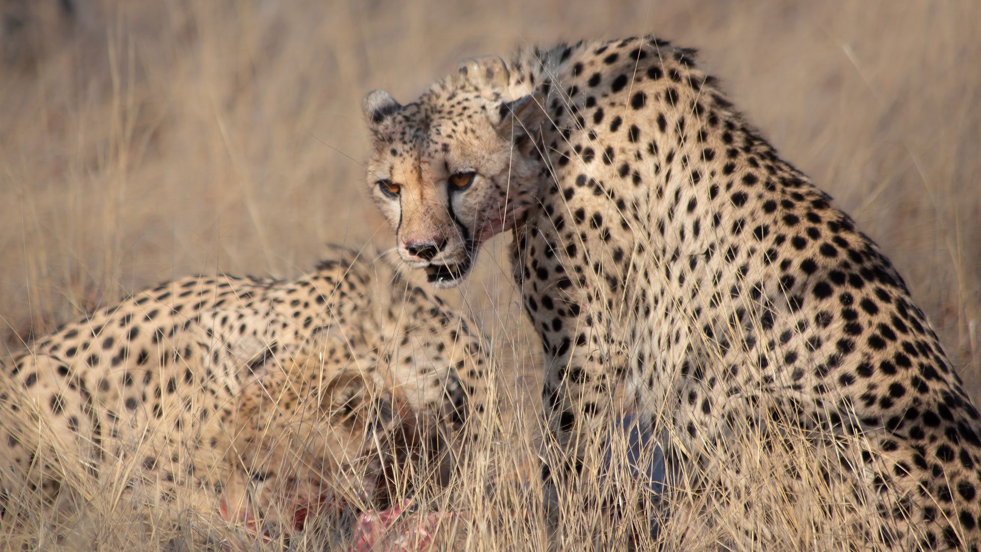 SOUTH AFRICA