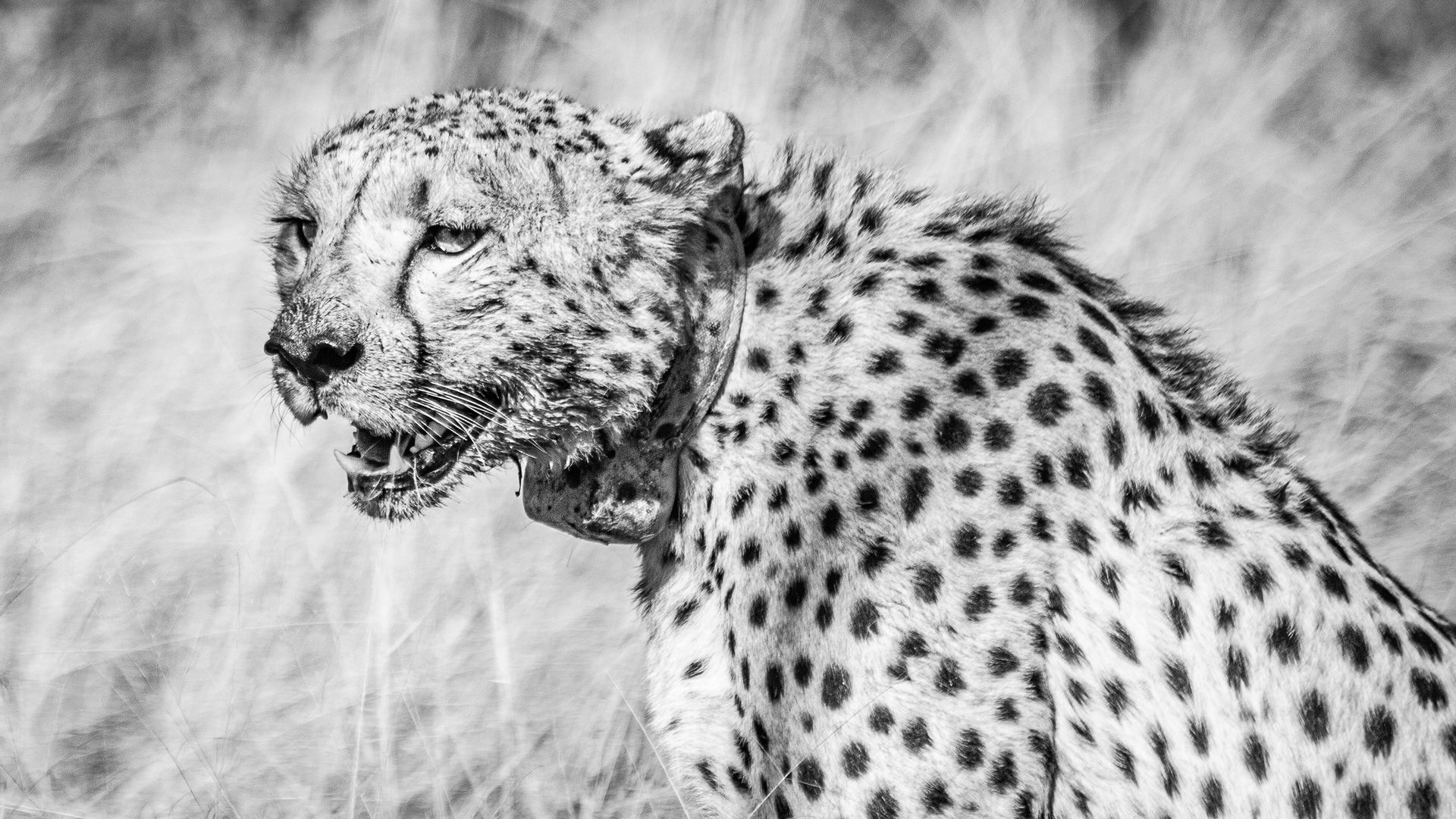 DIARY SOUTH AFRICA