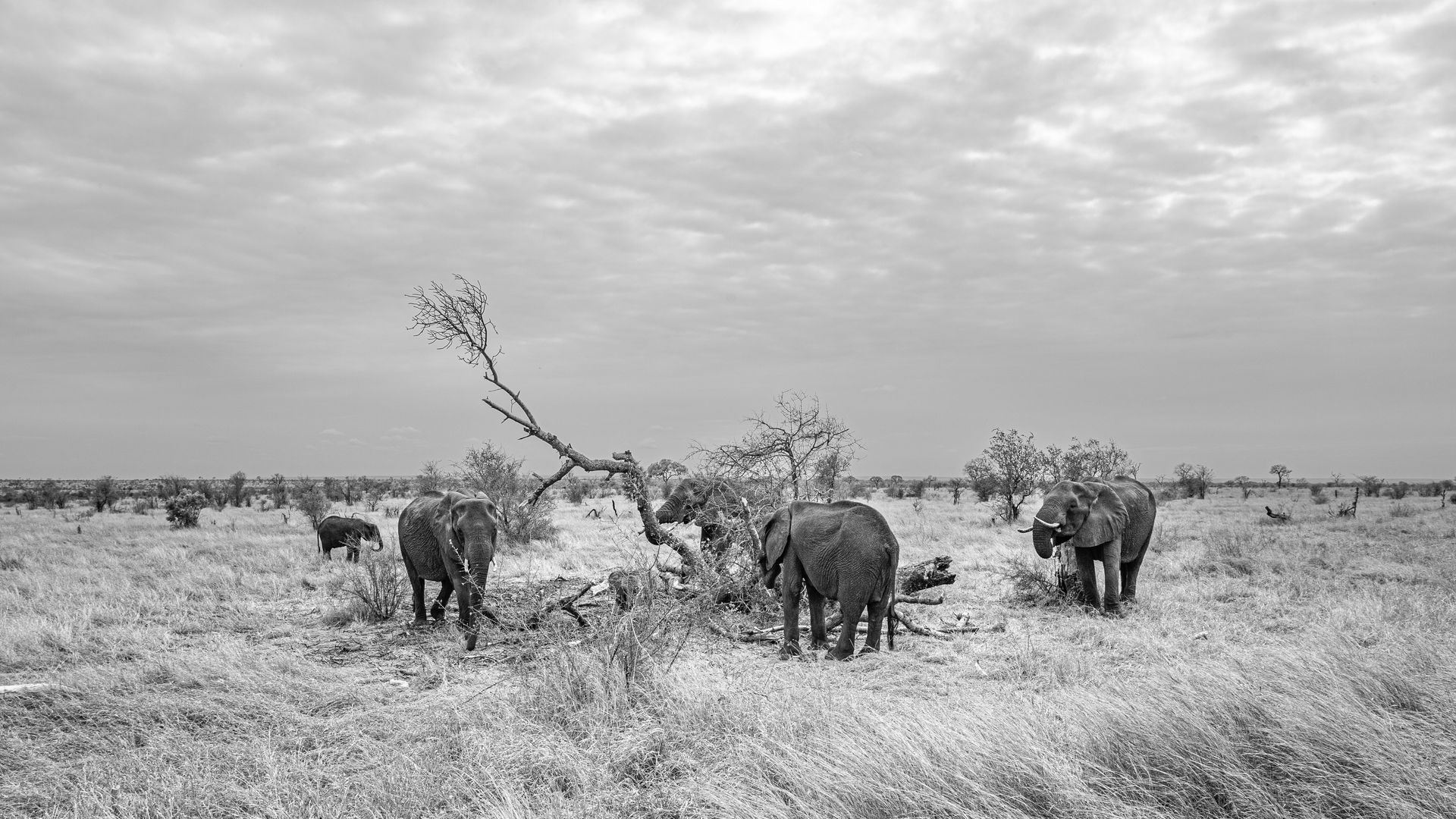 DIARY SOUTH AFRICA