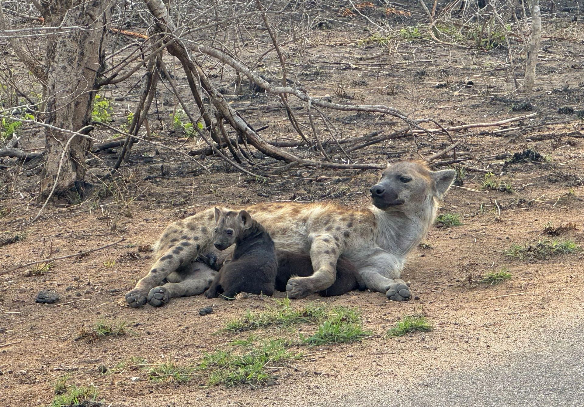 DIARY SOUTH AFRICA